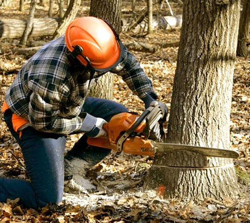Tree Removal in Mica, WA